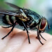 Fliegenbekämpfung